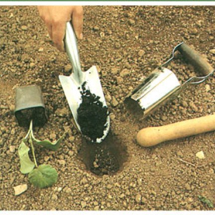 Kopparna omplanteras i ett grävt hål, gärna med en lökplanteringsmaskin. En bra kompostering är absolut nödvändig här.