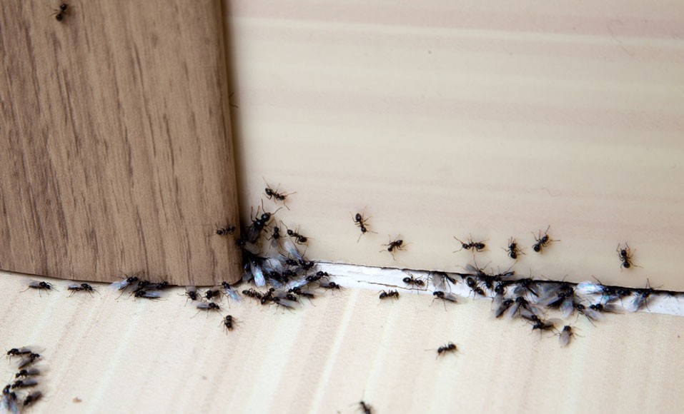 Hoe te vechten tegen mieren in huis?