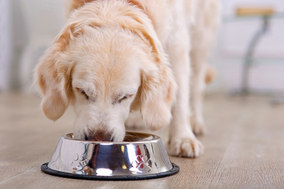 Våra tips för att ge din hund rätt mat