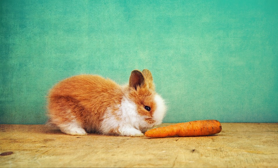 Cho thỏ ăn: những điều bạn cần biết