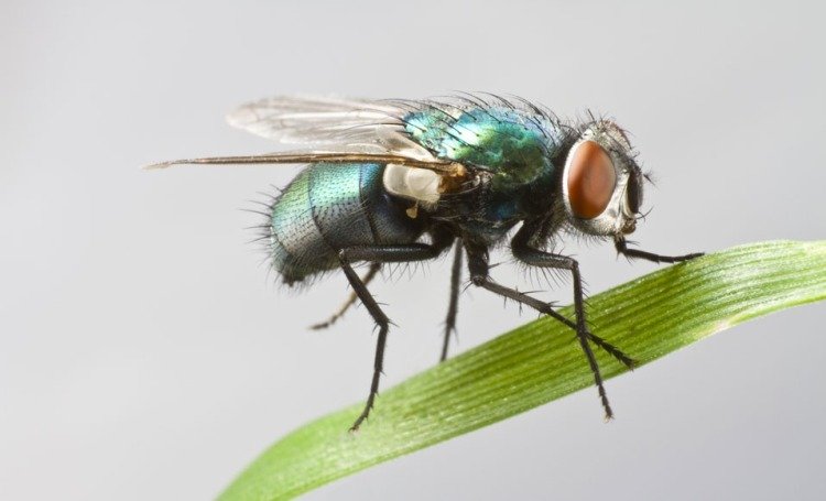 Soluciones prácticas para deshacerse de las moscas