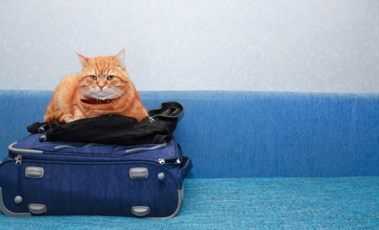 Rejser med din kat