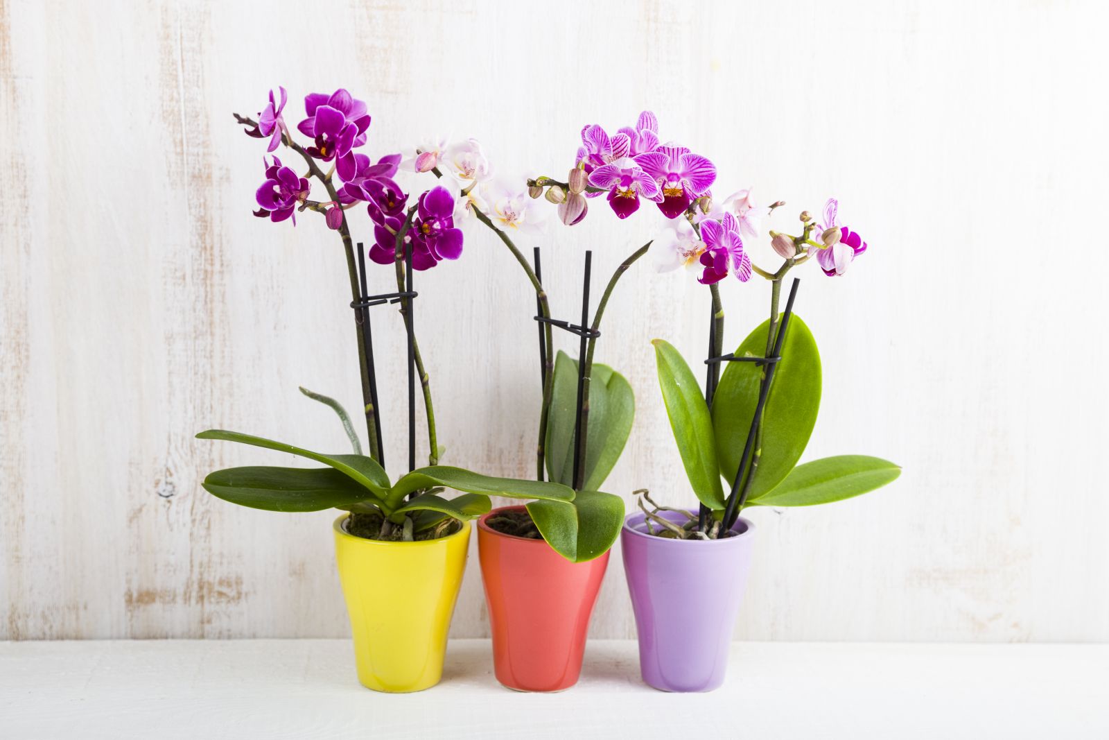 Vattna dina orkidéer, kredit: Elena Blokhina - shutterstock