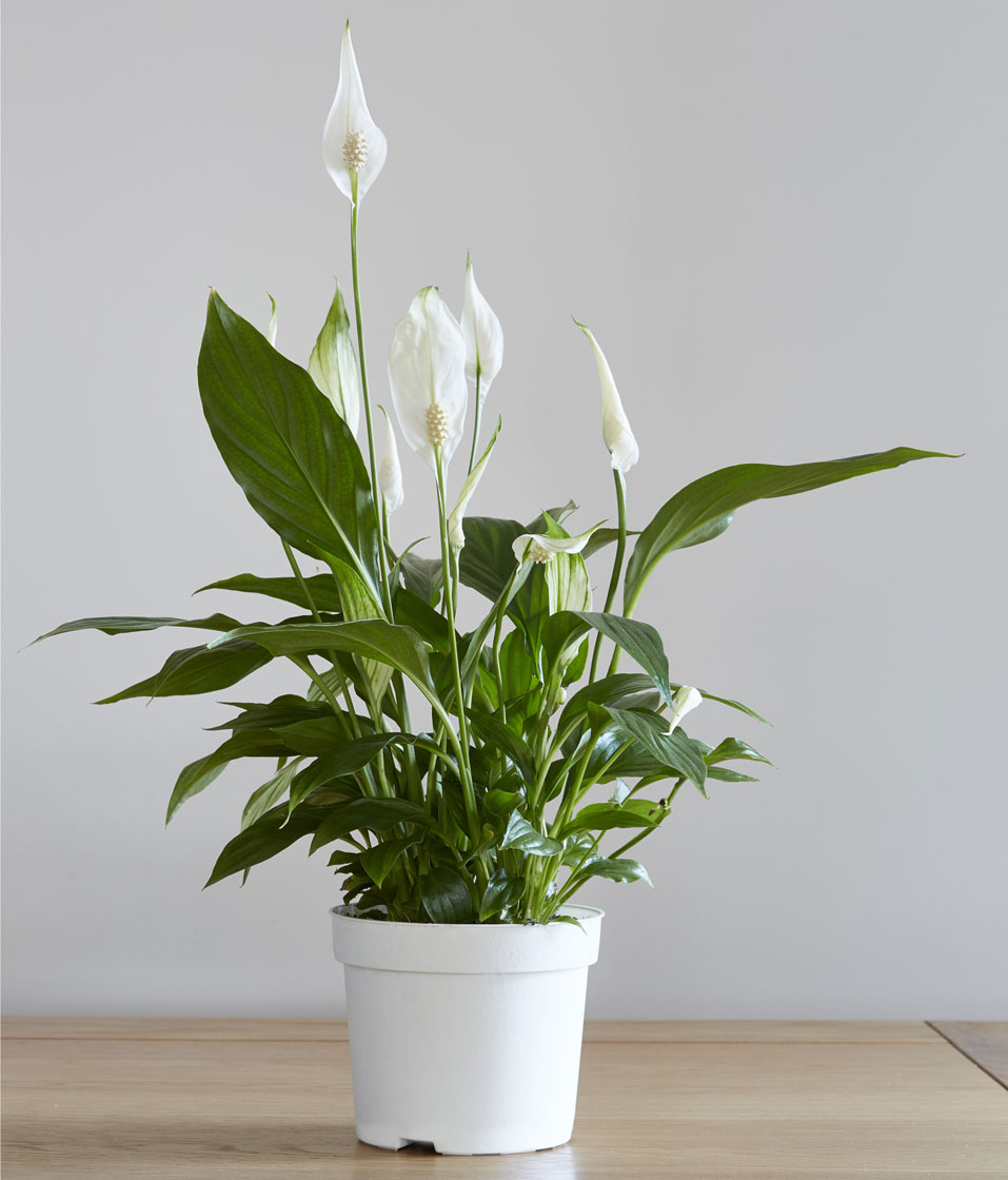 Spathiphyllum laistīšana, kredīts: Džons C Evans - Shutterstock