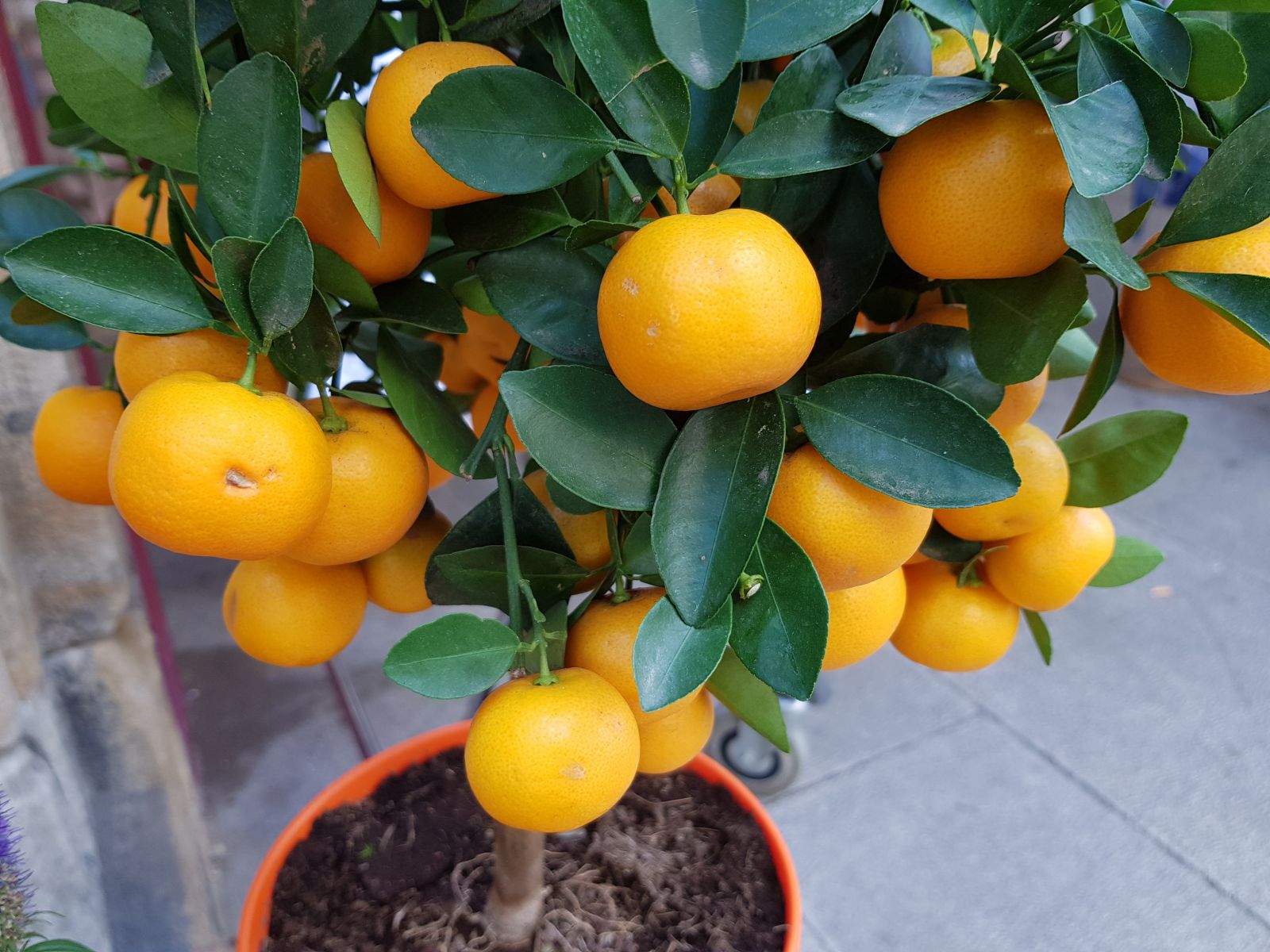 Vård av citrus, kredit: vitalikaladdin - shutterstock