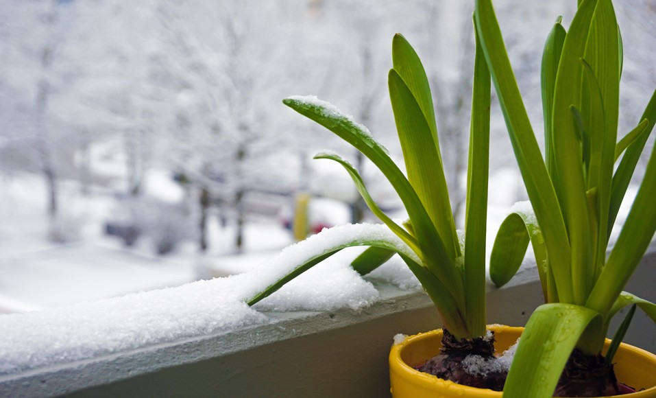 Urval av växter som står emot vintern