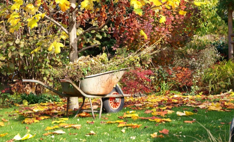 Arbete i trädgården ska göras på hösten