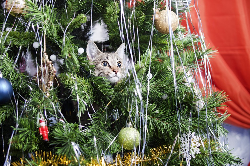 Kuinka estää kissasi vahingoittamasta joulukuusta?
