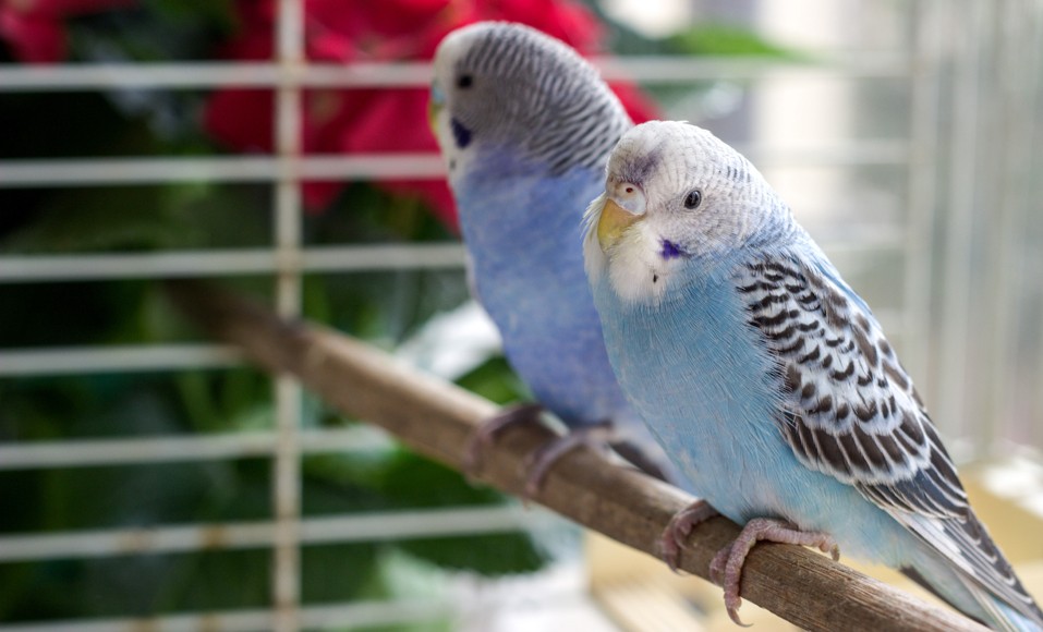 Underhåll buren på dina fåglar ordentligt