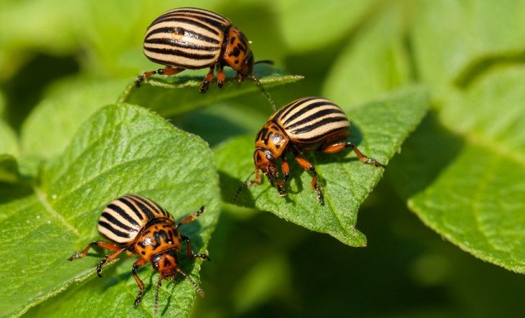 Att bli av med Coloradobaggar i grönsaksträdgården