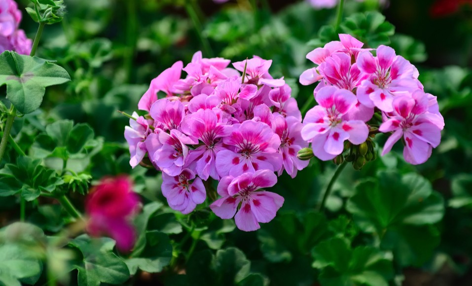 20 növényt kell termeszteni, hogy minimalizáljuk az allergia kockázatát a kertben