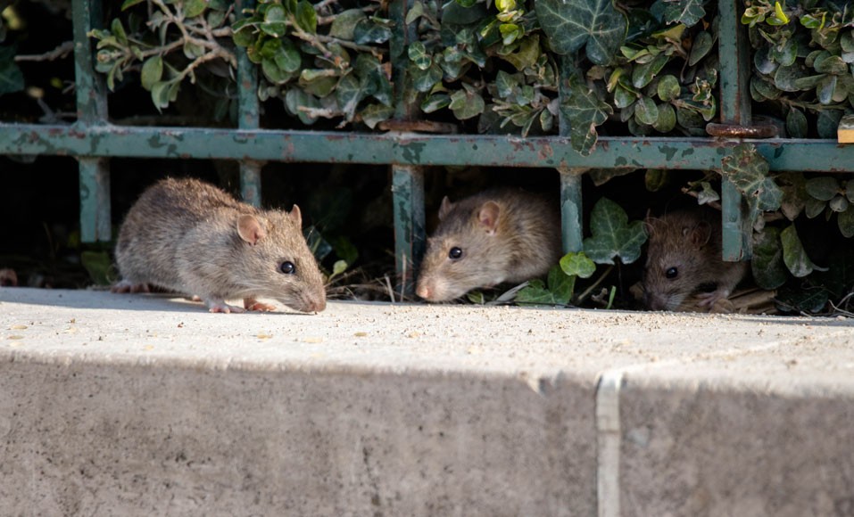 7 oplossingen om van ratten in huis af te komen