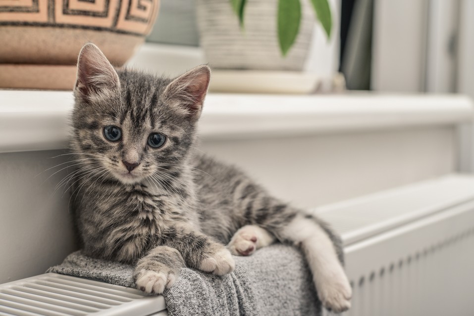 Att adoptera en katt: vad du behöver veta
