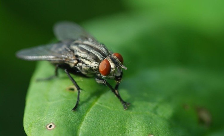 Hold fluer væk fra huset