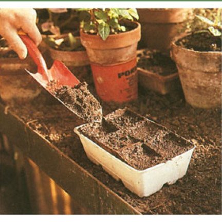 Såning i tørvekopper er ideel til melon. Start med at fylde dem med almindelig jord eller bedre pottemuld.