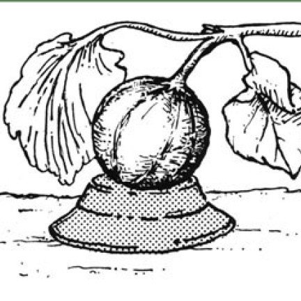 Et godt tip til at beskytte frugten: isoler melonen fra jorden ved hjælp af en omvendt tallerken.