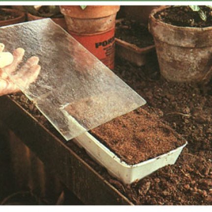 Muggarna placeras i en liten plastskål, täck dina plantor med en glasskiva för att begränsa avdunstning.