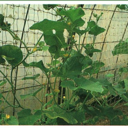 Melonien hoito kasvihuoneessa on erittäin kannattavaa. He ovat hyvin koulutettuja täällä verkoissa.