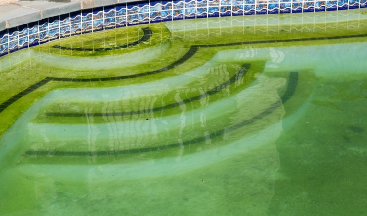 Bekæmp alger i poolen med bagepulver