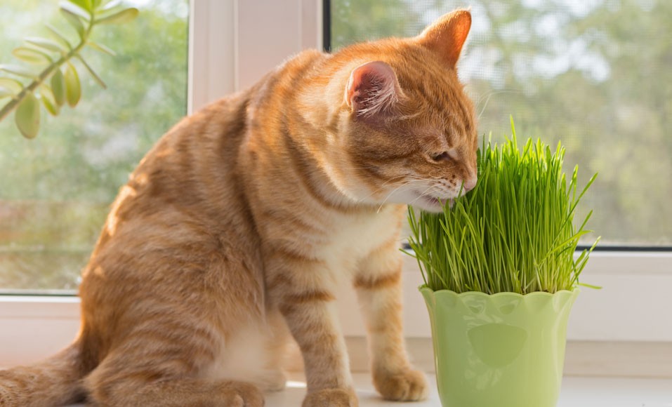 Odla kattmynta hemma eller i din trädgård