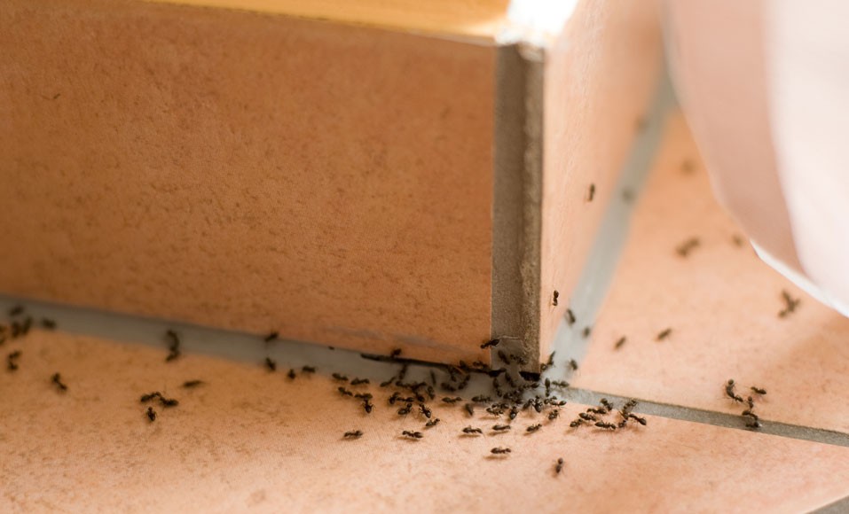¿Cómo luchar contra una invasión de hormigas?