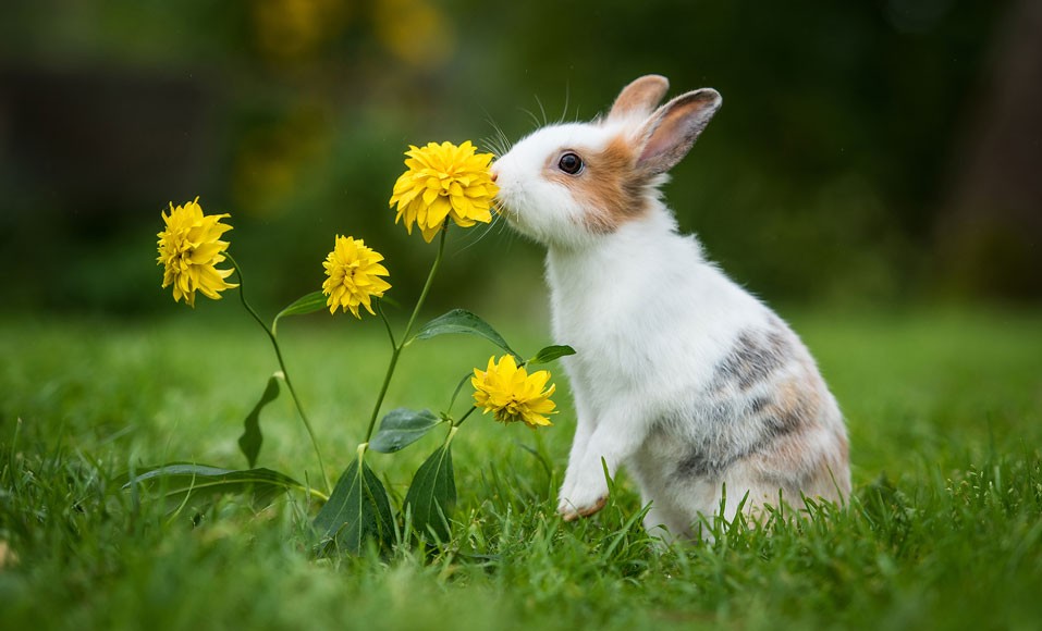 Hur kan du förhindra att kaniner invaderar trädgården?