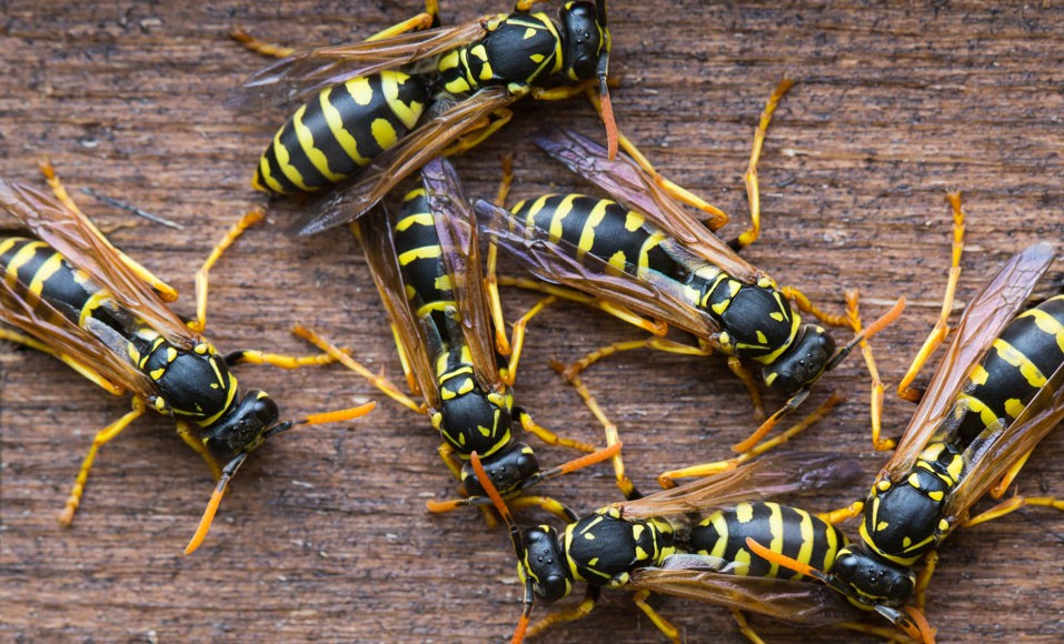 7 praktiska tips för att bli av med getingar