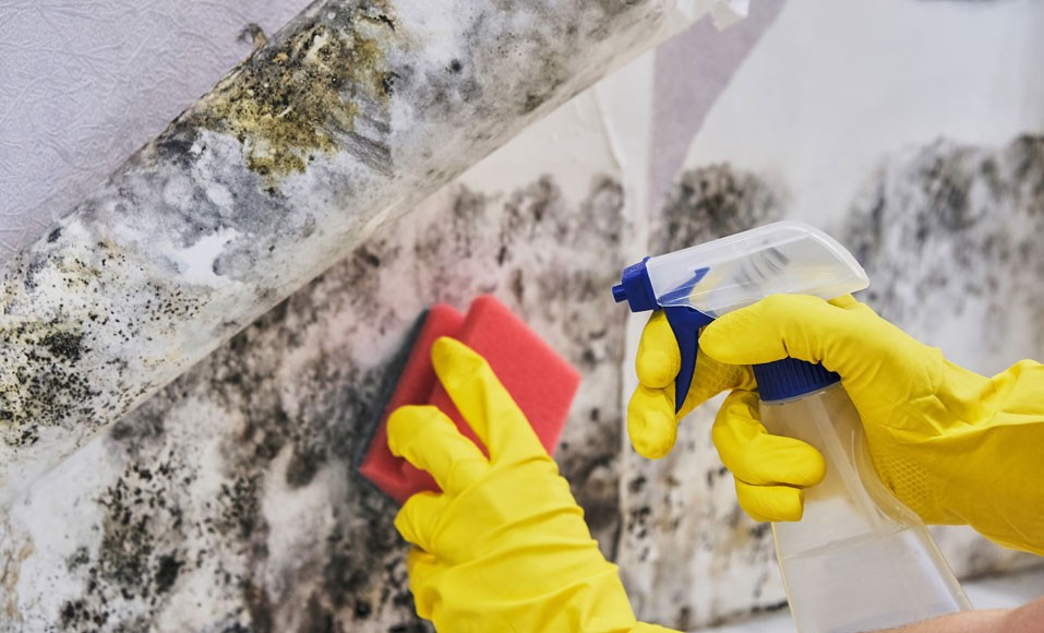 Como remover manchas de mofo das paredes?