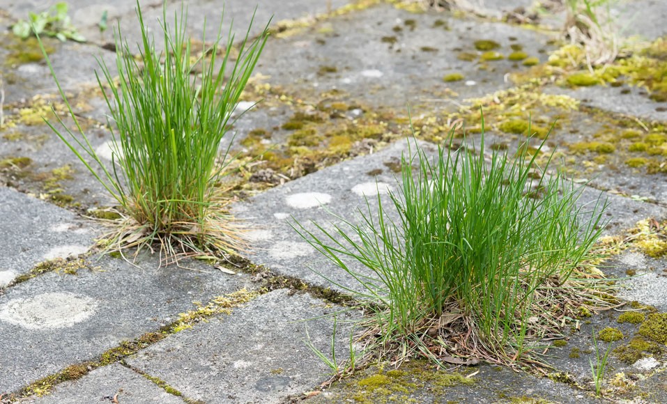 5 ekonomiska och ekologiska ogräsmedel att använda i din trädgård