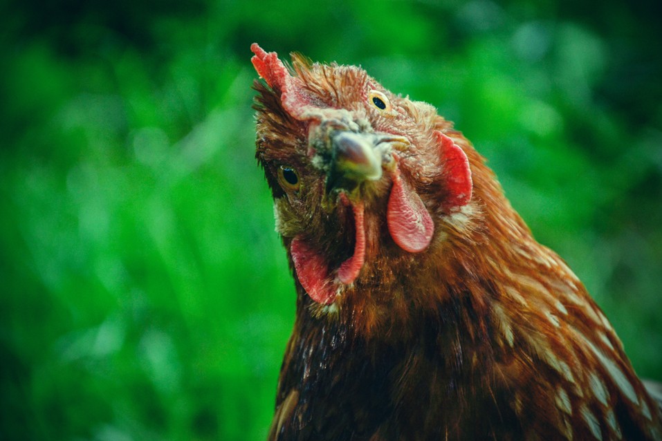 6 tips och regler att följa för att ha kycklingar hemma
