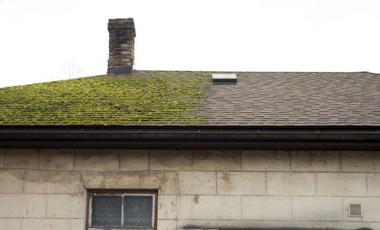 طحلب سقف منزلك