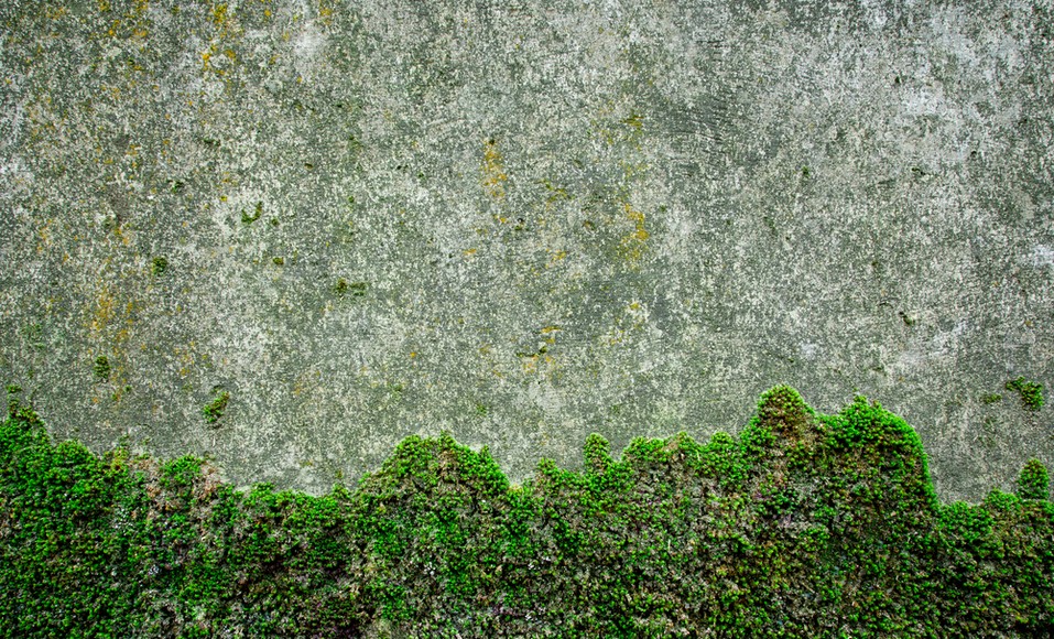 17 milieuvriendelijke tips voor het verwijderen van mos en korstmos