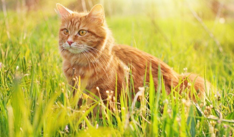 Undgå kattetiss i haven