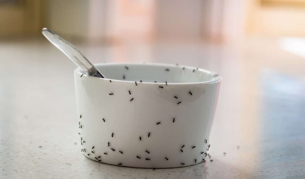 Använd vinäger för att effektivt stöta bort myror