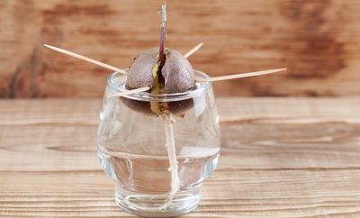 Una semilla de aguacate en plena germinación - IngridHS - Shutterstock