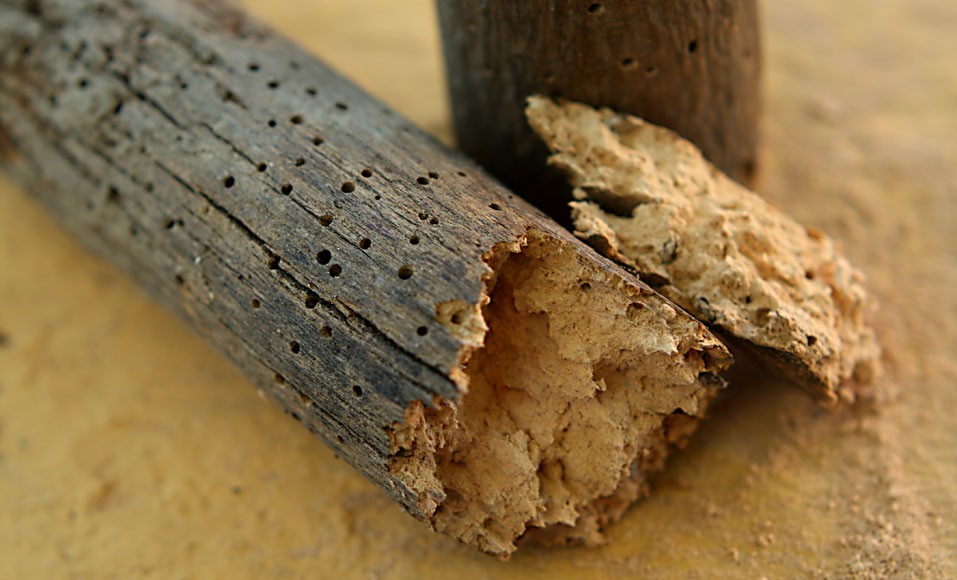 كيفية القضاء على خنافس الخشب: حلول فعالة