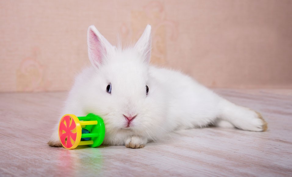 Maak je eigen speelgoed voor een konijn als huisdier