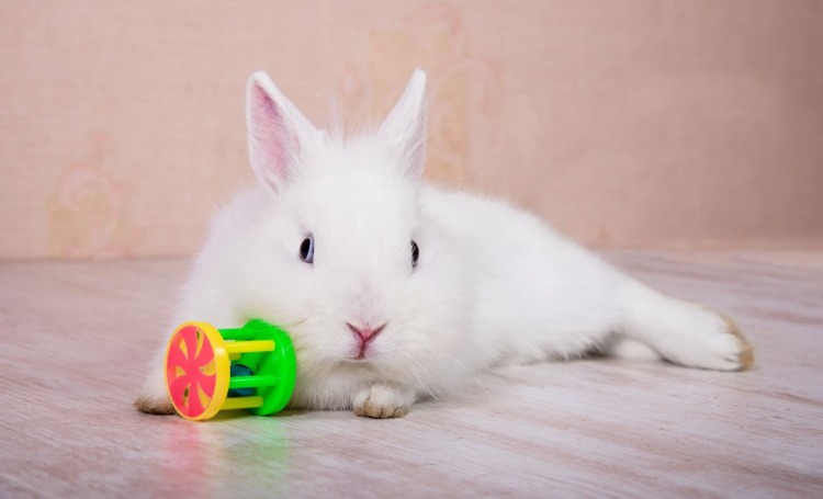 7 juegos para hacer para tu conejo mascota