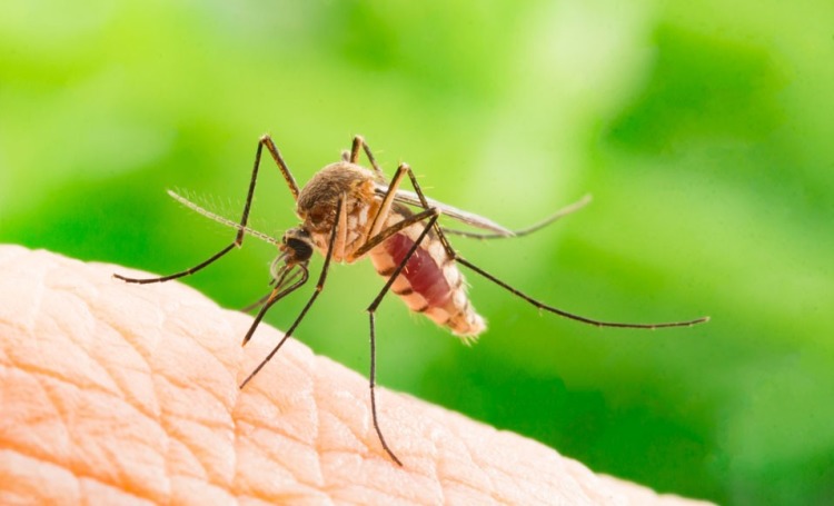 Repelente contra mosquitos