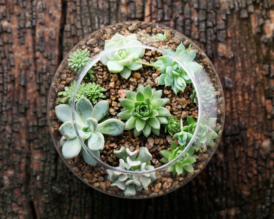 De idealiska växterna att sätta i ett terrarium
