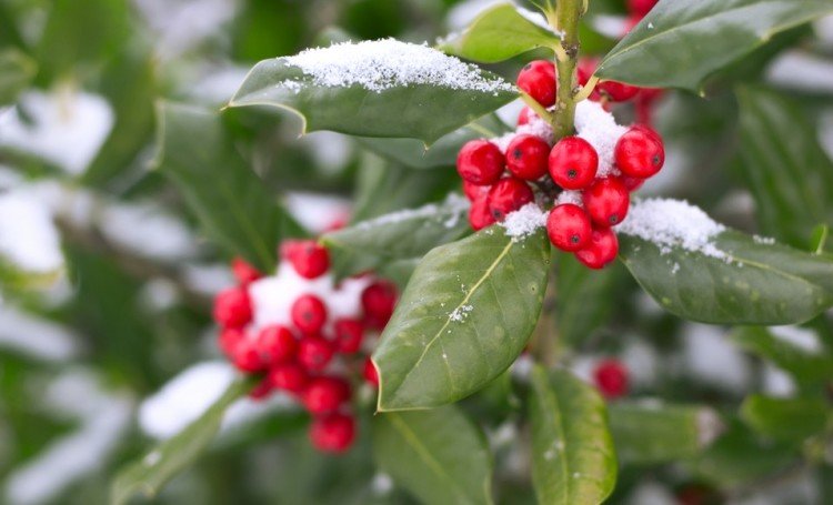 Jmelí, cesmína a tradiční vánoční rostliny