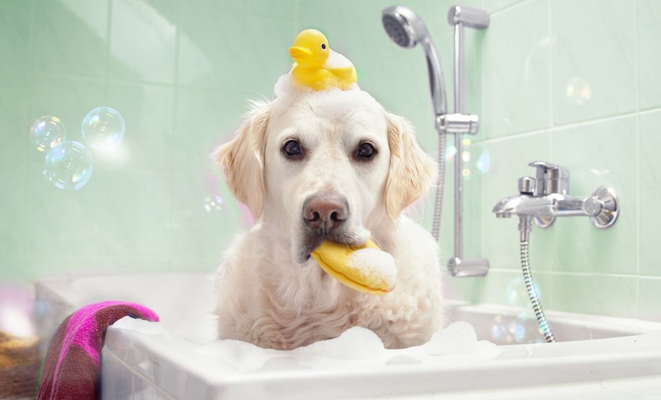 6 praktikus tipp a kutya megfelelő mosásához