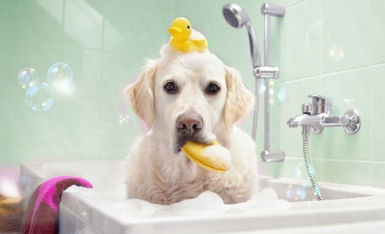 A kutya fürdetése