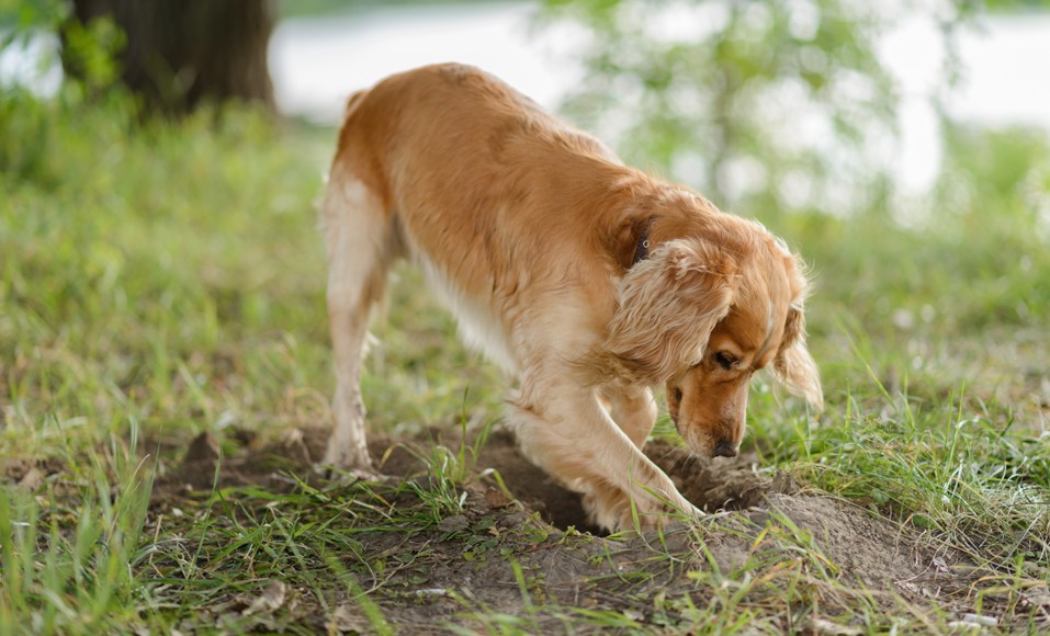 Förhindra din hund från att gräva hål i trädgården