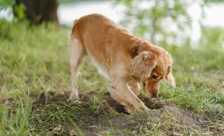 إيجاد حلول لمنع الكلاب من حفر ثقوب في الحديقة