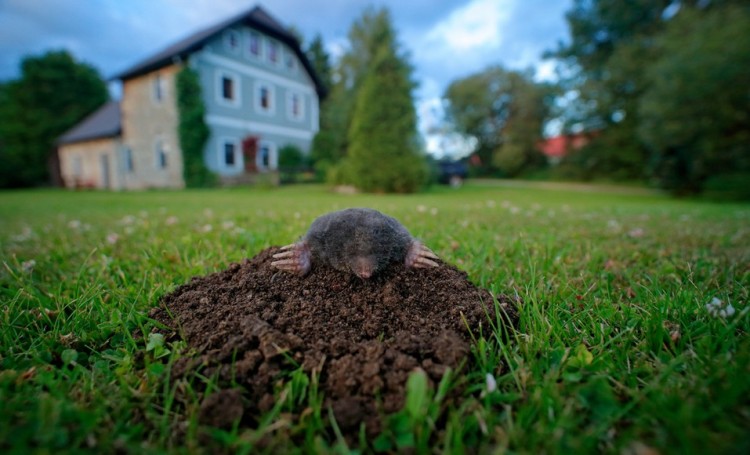 Bekæmpelse af muldvarpe i haven