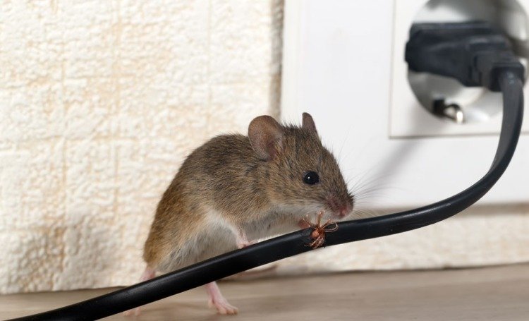 Asustar a los ratones fuera de casa