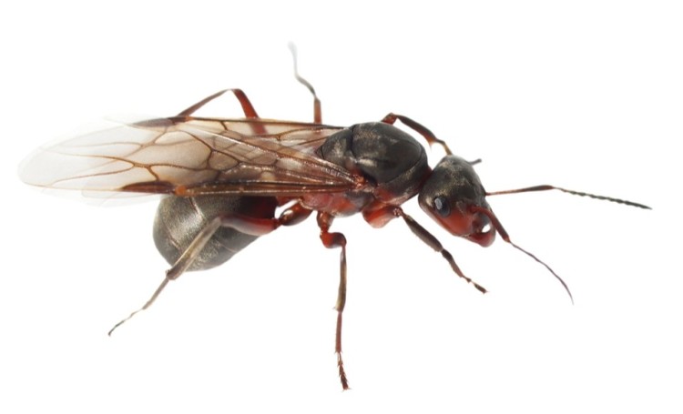 Vecht tegen vliegende mieren