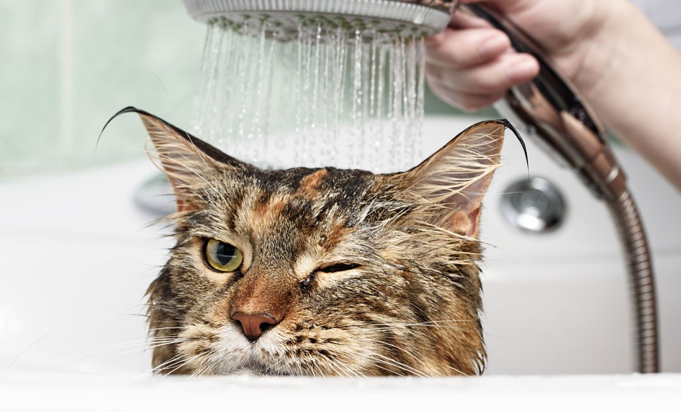 6 praktiska tips för att tvätta din katt ordentligt