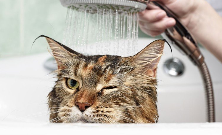 Tvätta din katt